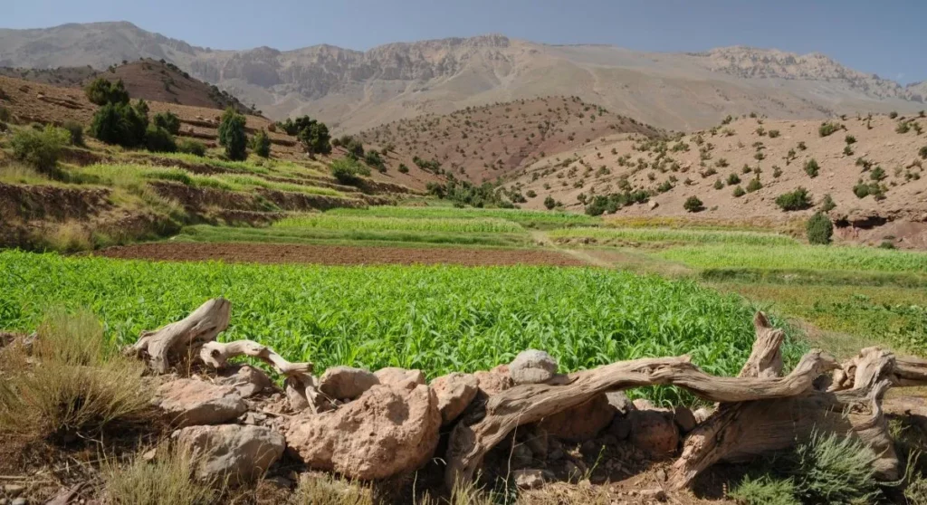 Paysage du Sud-Est marocain