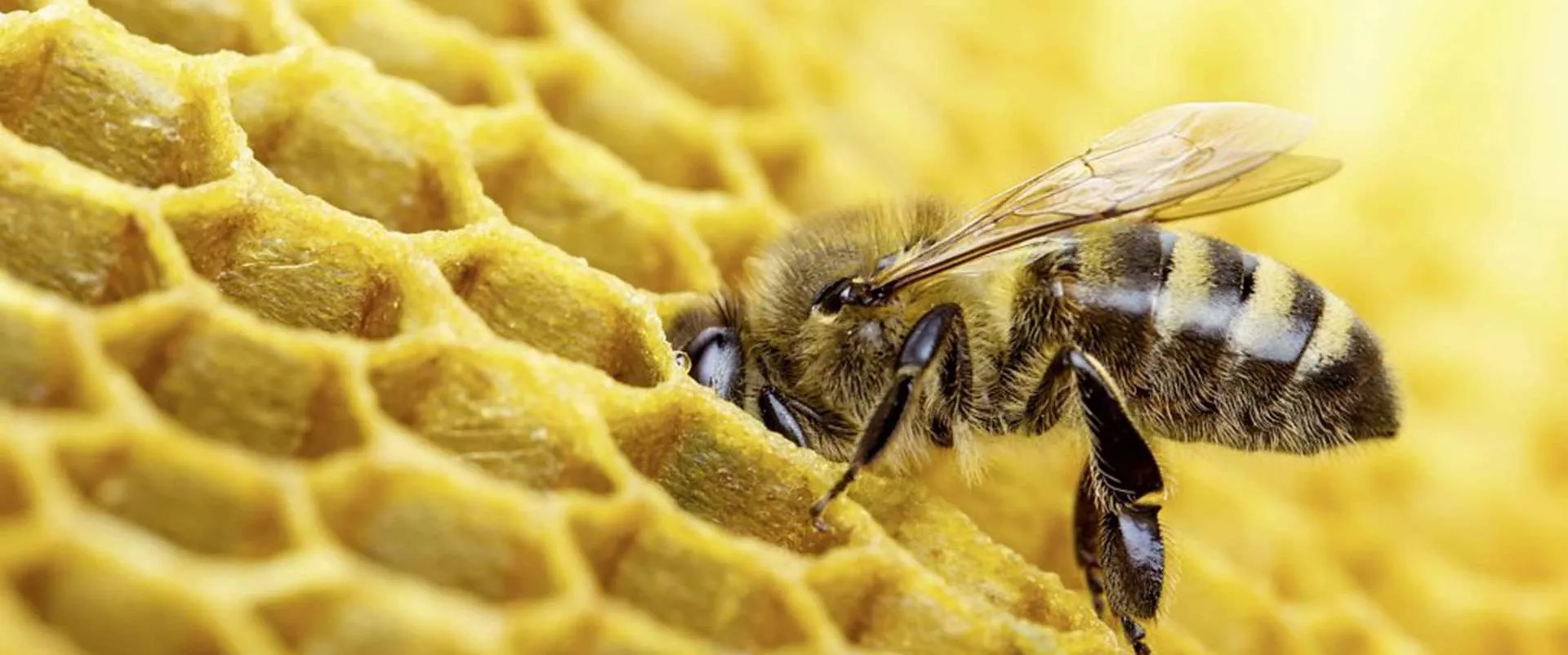 A bee in its hive