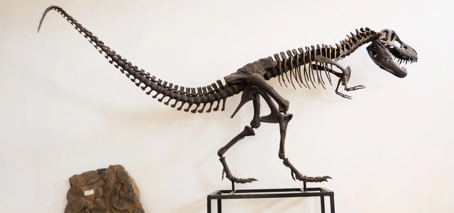 A replica of a tyrannosaurid carnivorous dinosaur skeleton, on display at the fossil museum near Erfoud.