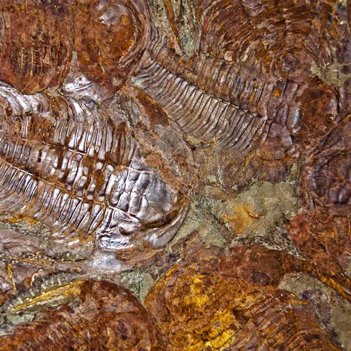 Fossils preserved and displayed at the Erfoud fossil museum.
