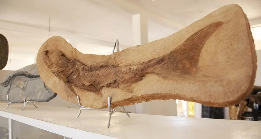 Fossilised fish preserved in a slab of rock, on display at the Erfoud fossil museum.