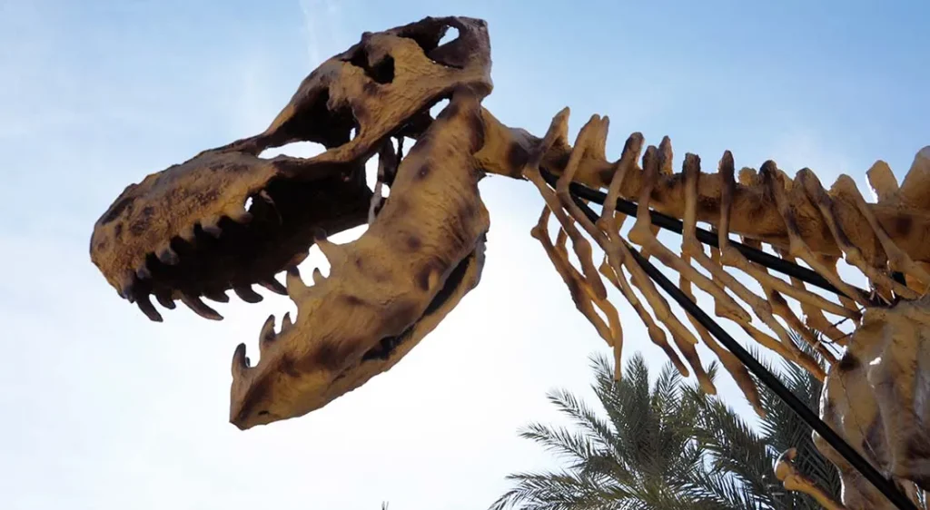 Skull of a replica theropod dinosaur at the fossil museum near Erfoud.